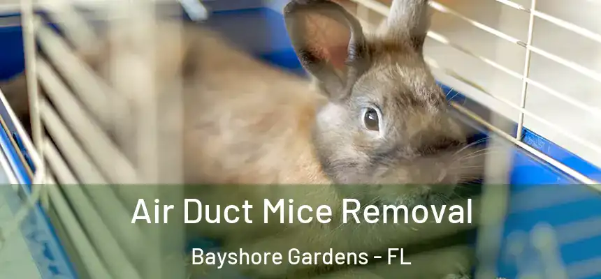  Air Duct Mice Removal Bayshore Gardens - FL